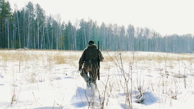 A lone hunter with a gun is walking through a winter forest.  Tracks down wild forest animals and hunts them. Hunting animals is a way of human life.