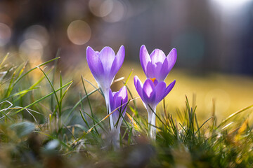 Vier blaue Krokusse im Frühling