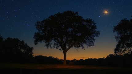 Fototapeta premium Silhouetted tree at twilight under starry night sky