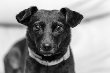 portret małego czarnego psa kundelka © Henryk Niestrój