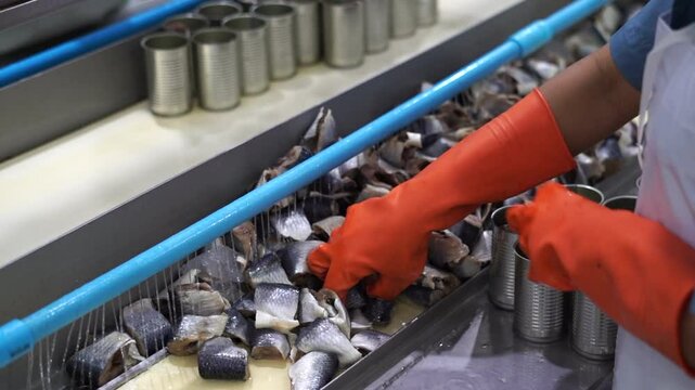 Canned fish manufacturing plant. Industrial machinery is working in a canned food processing plant.