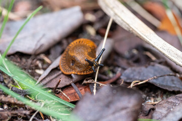 Ślinik luzytański gatunek lądowego, nagiego ślimaka trzonkoocznego z rodziny ślinikowatych (Arionidae) © Henryk Niestrój