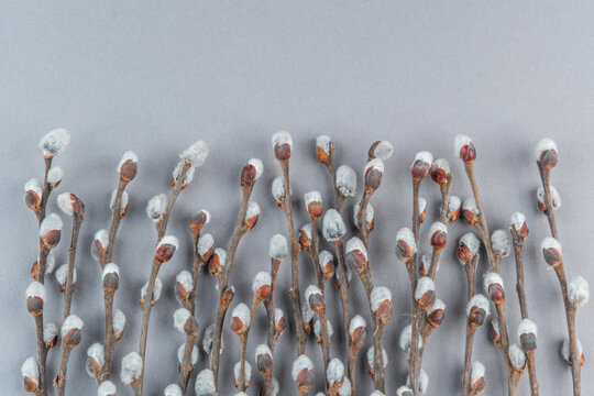 Pussy willow branches on light grey  background. Spring banner.