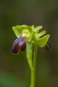 Orchid Rainbow Bee Orchid (Ophrys iricolor aka eleonorae ) close-up. Sassari, Platamona, Sardinia, italy. Italia.Orchidea (Ophrys fusca). Monte Doglia, Alghero, Sardegna, Italia.