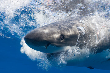 Naklejka premium Great white shark eye rolling back