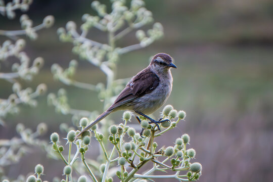 Calandria com&uacute;n (Mimus saturninus) posada sobre un arbusto de abrojo., 
