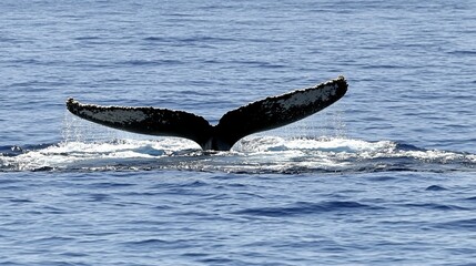 Obraz premium Whale tail splashing action ocean waters wildlife photography natural environment side view marine conservation