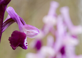 Horned orchid (Orchis longicornu), Bunnari Sassari, Sardinia, Italy, Europe