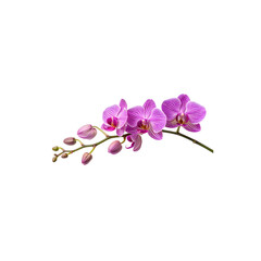 elegant pink orchid branch with blooming flowers