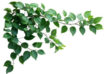 A lush, branch with leaves, The plant appears healthy and dense, with many stems. isolated over transparent background, PNG cut-out