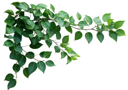A lush, branch with leaves, The plant appears healthy and dense, with many stems. isolated over transparent background, PNG cut-out