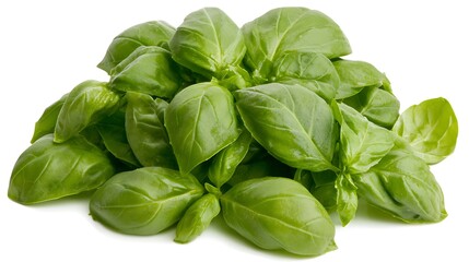 Fototapeta premium Fresh Green Basil Leaves Perfect for Culinary Use and Natural Garnishing in Dishes and Salads