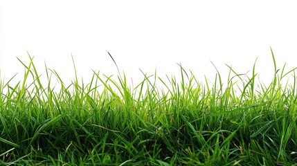 Fresh green grass border against white background (1)