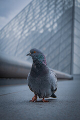 Parisian pigeon in front of the Louvre.