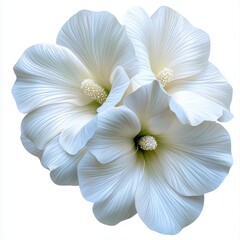 Fototapeta premium Two beautiful white flowers gracefully positioned against a soft ethereal background capturing the essence of freshness