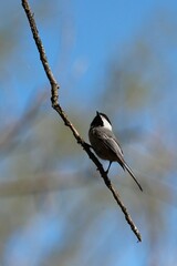 Black Capped Chickadee at local park