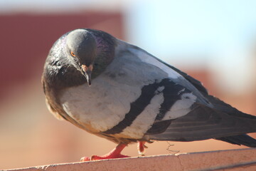 A close-up shot of rock dove or rock pigeon, common pigeon