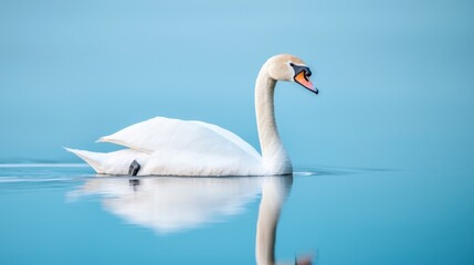 Obraz premium Graceful White Swan Gliding on Calm Lake Waters in Soft Light