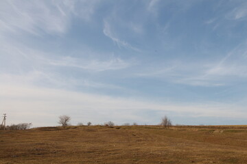 Fototapeta premium A field with a tree and blue sky