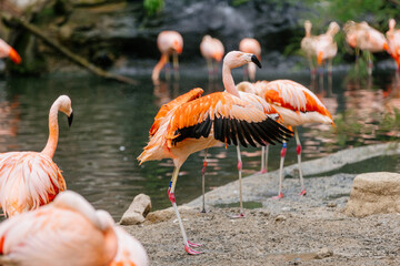 A group of pink flamingos stands in a small pond. Beautiful pink birds in exotic nature.