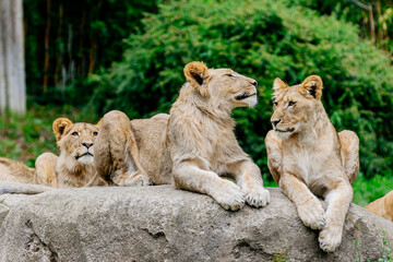 Close-up. A family of incredibly beautiful lions lie on a rock in their neighborhood and survey the area. Cotnzecpy of animal protection.