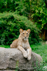A lioness resting in the wild. The concept of animal and wildlife protection.