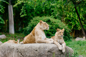 A group of lions resting in the wild. The concept of animal and wildlife protection.