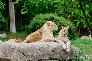 Close-up. A family of incredibly beautiful lions lie on a rock in their neighborhood and survey the area. Cotnzecpy of animal protection.