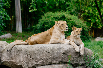 Close-up. A family of incredibly beautiful lions lies on a stone in their area and inspects the territory.