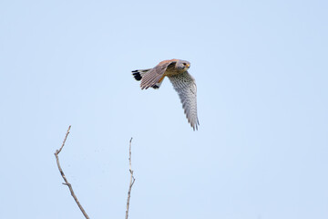 Turmfalke im Flug