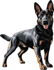 Belgian Malinois dog vector illustration white background