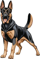 Belgian Malinois dog vector illustration white background