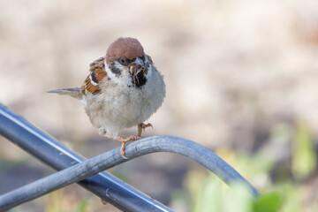 Feldsperling mit Insekten im Schnabel