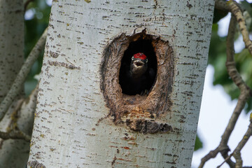 junger Schwarzspecht in der Bruthöhle