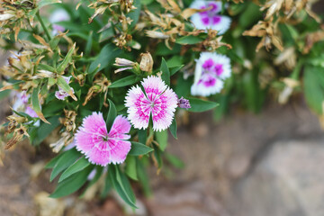 close-up view of delicate pink and white flowers with green leaves. The petals have a fringed...