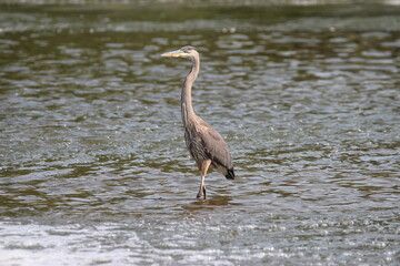 Great Blue Heron on the Fox River