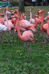 flamingos in zoo