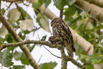 Steinkauz mit Beute auf einem Baum
