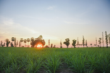 peaceful landscape during sunset. The sun is partially hidden behind a group of scattered trees, casting a warm orange glow across the sky.