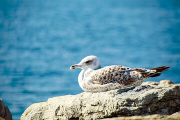 Obraz premium seagull sitting on the rock againts blue sea