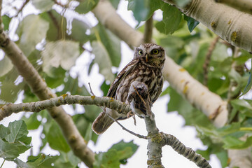 Steinkauz mit Beute auf einem Baum