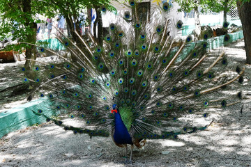 wonderful and beautiful peacock displays its colorful tail feathers to attract a female peacock.