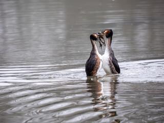 Great Crested Grebes Performing the Weed Dance Courtship Display