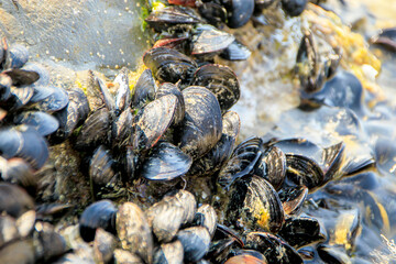 fresh mussels on the beach