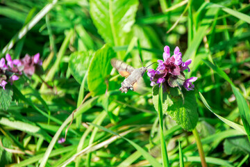 butterfly on a flower
