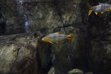 Salminus brasiliensis dorado, golden dorado, river tiger or jawed haracin - large predatory freshwater fish swimming in the clean sea underwater with colorful corals background