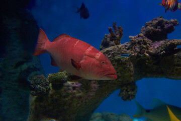 Leopard coral grouper Fish swimming in the clean sea underwater with colorful corals background