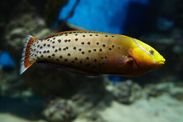 CORIS WRASSE OR QUEEN CORIS swimming in the clean sea underwater with colorful corals background