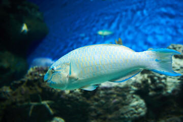 Scarus ghobban (Blue Barred Parrotfish) fish swimming in the clean sea underwater with colorful corals background