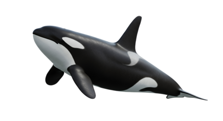 Orca Swimming Upward on White Background Marine Life Concept